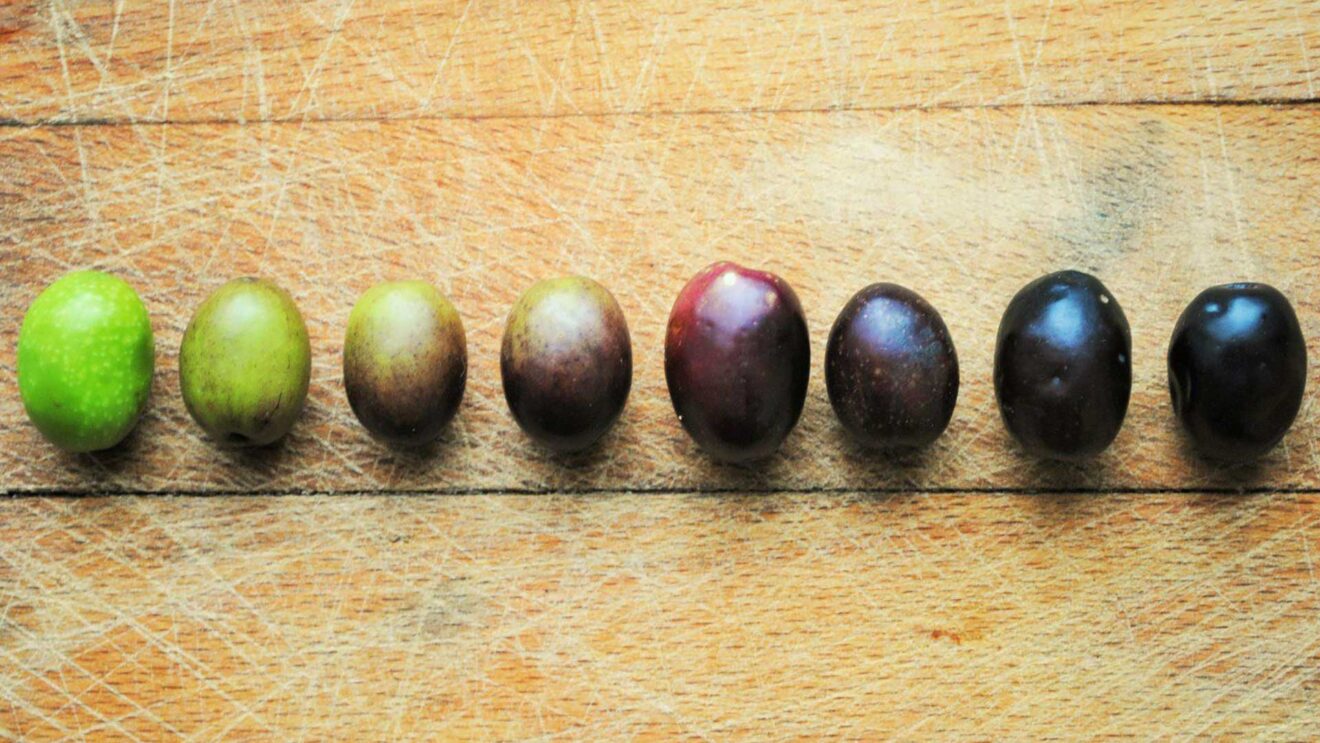 Was ist der Unterschied zwischen schwarzen und grünen Oliven?