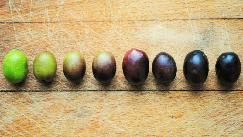 Was ist der Unterschied zwischen schwarzen und grünen Oliven?
